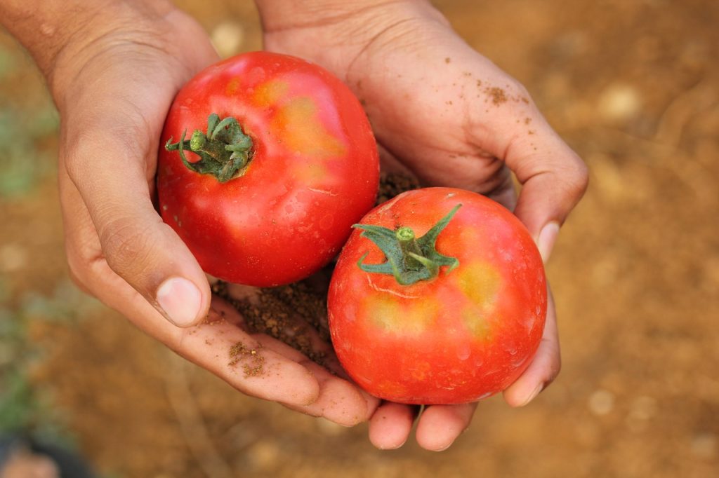 tomato, agriculture, dirt-2450370.jpg